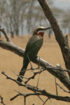 White-fronted Bee-eater (Merops bullockoides)