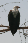 African Fish Eagle (Haliaeetus vocifer)