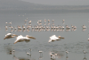 Pied Avocet (Recurvirostra avosetta)