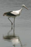 European White Stork (Ciconia ciconia ciconia)