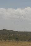 Pelicans Circling