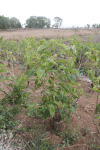 Mulberry Trees Leaves Trees