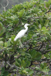 Egretta caerulea