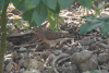 Zenaida Dove (Zenaida aurita)