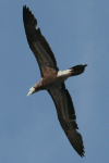 Atlantic Brown Booby (Sula leucogaster leucogaster)