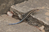 Rainbow Skink (Trachylepis margaritifera)