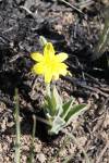 Narrow Stargrass (Hypoxis angustifolia)