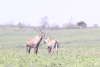 Southern Roan Antelope (Hippotragus equinus equinus)