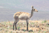 Northern Common Reedbuck (Redunca arundinum occidentalis)