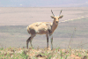 Northern Common Reedbuck (Redunca arundinum occidentalis)