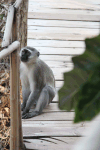 Vervet Monkey (Chlorocebus pygerythrus)