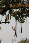 Sausage Tree (Kigelia africana)