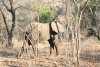 Feeding Elephant Reaching High