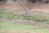 Ringed Waterbuck (Kobus ellipsiprymnus ellipsiprymnus)