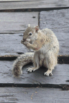 Smith's Bush Squirrel (Paraxerus cepapi)