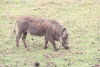 Southern Warthog (Phacochoerus africanus sundevallii)