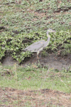 Western Grey Heron (Ardea cinerea cinerea)