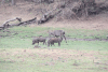 Southern Warthog (Phacochoerus africanus sundevallii)