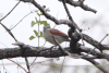 Brown-crowned Tchagra (Tchagra australis)