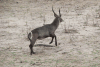 Ringed Waterbuck (Kobus ellipsiprymnus ellipsiprymnus)