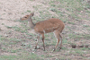 Chobe Bushbuck (Tragelaphus scriptus ornatus)