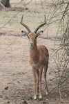 Common Impala (Aepyceros melampus melampus)