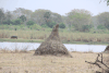 Termite Mound All Lean