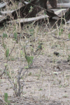 Southern Little Bee-eater (Merops pusillus meridionalis)