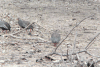 Cranch's Red-necked Francolin (Pternistis afer cranchii)