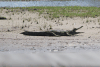 Southern African Crocodile (Crocodylus niloticus cowiei)