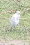 Western Cattle Egret (Bubulcus ibis ibis)