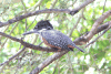 Common Giant Kingfisher (Megaceryle maxima maxima)