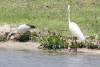 African Sacred Ibis (Threskiornis aethiopicus)