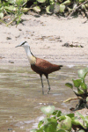 African Jacana (Actophilornis africanus)