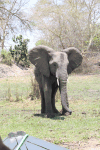 Elephant Screaming