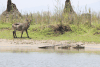 Ringed Waterbuck (Kobus ellipsiprymnus ellipsiprymnus)