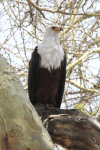 African Fish Eagle (Haliaeetus vocifer)