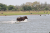 Hippopotamus (Hippopotamus amphibius)