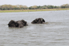 Elephants Enjoying Bath