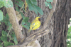 Southern Brown-throated Weaver (Ploceus xanthopterus)