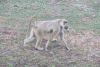 Yellow Baboon (Papio cynocephalus)