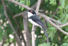 Black-throated Wattle-eye (Platysteira peltata)