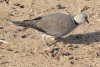 Tropical Cape Turtle Dove (Streptopelia capicola tropica)