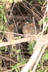 White-backed Night Heron (Gorsachius leuconotus)