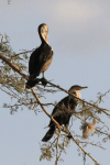 White-breasted Cormorant (Phalacrocorax lucidus)