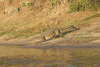 Southern African Crocodile (Crocodylus niloticus cowiei)