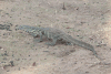 Nile Monitor (Varanus niloticus)