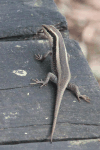 African Striped Skink (Trachylepis striata)