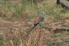 Abyssinian Roller (Coracias abyssinicus)