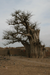 African Baobab (Adansonia digitata)